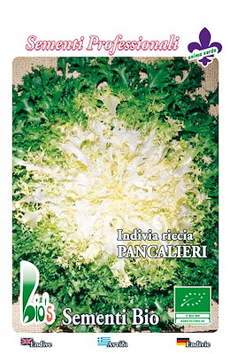 RICCIA CUORE BIANCO