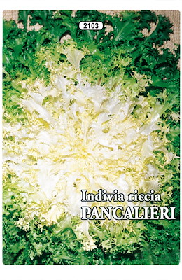 RICCIA CUORE BIANCO