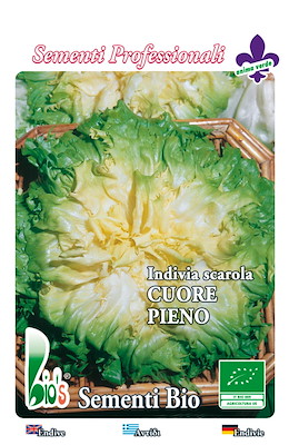 SCAROLA FOGLIA VERDE CHIARO