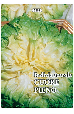 SCAROLA FOGLIA VERDE CHIARO