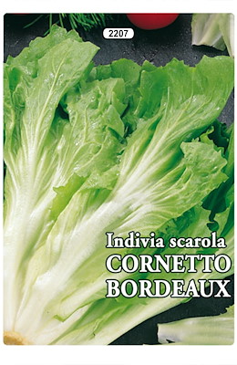 SCAROLA FOGLIA VERDE RESISTENTE A GRANDI FREDDI