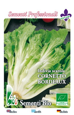 SCAROLA FOGLIA VERDE RESISTENTE A GRANDI FREDDI