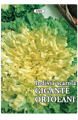 SCAROLA FOGLIA VERDE SCURO