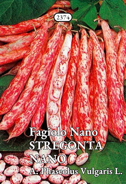 DA SGRANARE TARDIVO STRIATO ROSSO