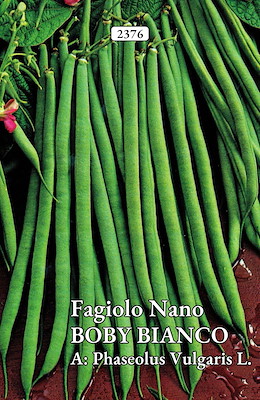 MANGIATUTTO MEDIO-PRECOCE VERDE BRILLANTE SENZA FILO