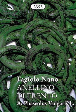 MANGIATUTTO PRECOCE STRIATO PORPORA SENZA FILO