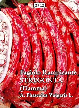 DA SGRANARE MEDIO-TARDIVO STRIATO ROSSO FRESCO E DA SURGELO