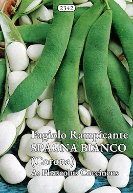 DA SGRANARE TARDIVO VERDE SECCO