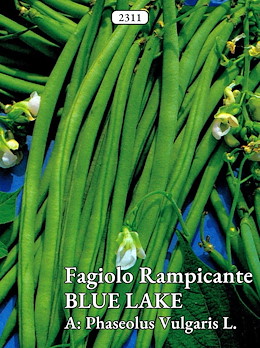 MANGIATUTTO MEDIO-TARDIVO VERDE SCURO SENZA FILO