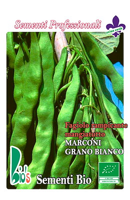 MANGIATUTTO MEDIO-TARDIVO VERDE SENZA FILO BACCELLO LARGO