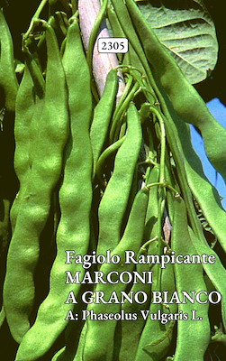MANGIATUTTO MEDIO-TARDIVO VERDE SENZA FILO BACCELLO LARGO