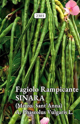 MANGIATUTTO TARDIVO VERDE BACCELLO LUNGHISSIMO