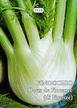 MEDIO-PRECOCE ALTO ROTONDO