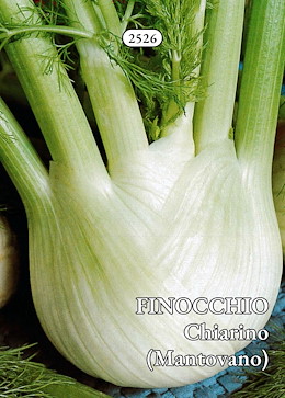 PRECOCE ROTONDO SCHIACCIATO