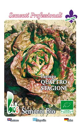 A CAPPUCCIO MEDIO-PRECOCE QUATTRO STAGIONI