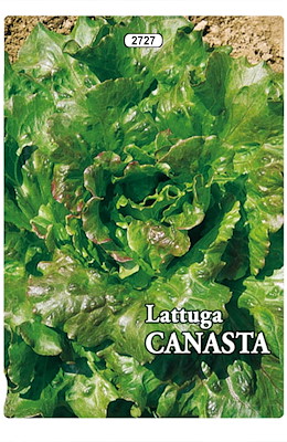 BATAVIA MEDIO-TARDIVA QUATTRO STAGIONI