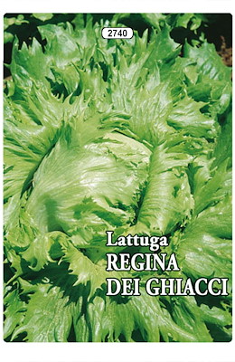 BATAVIA TARDIVA INVERNALE SEME NERO