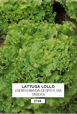 DA TAGLIO E DA CESPO PRECOCE