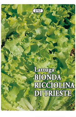 DA TAGLIO PRECOCISSIMA FOGLIA RICCIA