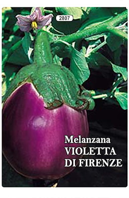 MEDIO-PRECOCE ARROTONDATA E SPICCHIATA