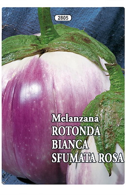 MEDIO-PRECOCE ROTONDA