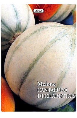 PRECOCE FRUTTO PICCOLO