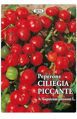 PICCANTE MEDIO-PRECOCE ROTONDO