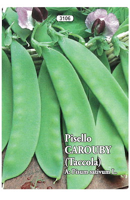 MEZZA RAMA MANGIATUTTO MEDIO-TARDIVO