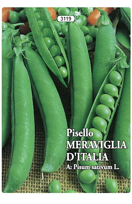 NANO GRANO LISCIO PRECOCE VERDE