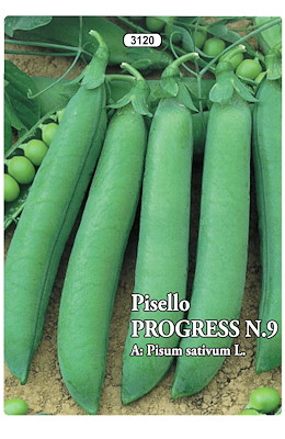 NANO GRANO RUGOSO MEDIO-PRECOCE