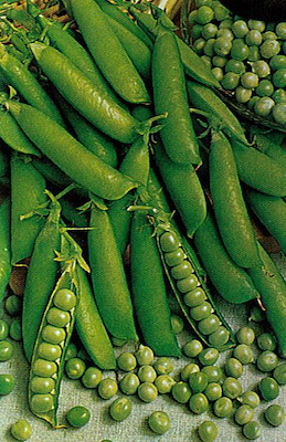 RAMPICANTE GRANO LISCIO PRECOCE