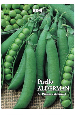 RAMPICANTE GRANO RUGOSO PRECOCE