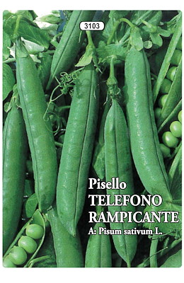 RAMPICANTE GRANO RUGOSO TARDIVO