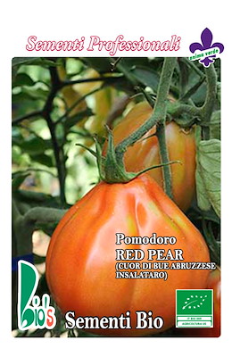 RAMPICANTE (DA CANNA) GROSSO GLOBOSO PER MERCATO FRESCO
