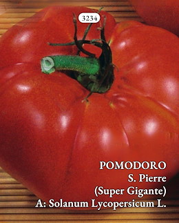 RAMPICANTE (DA CANNA) TONDO MEDIO-GRANDE