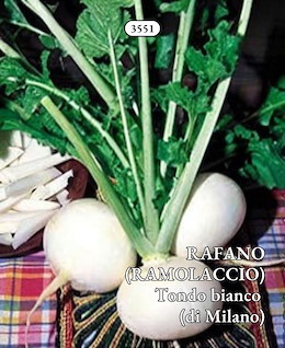 GRANDE TONDO BIANCO MEDIO-PRECOCE