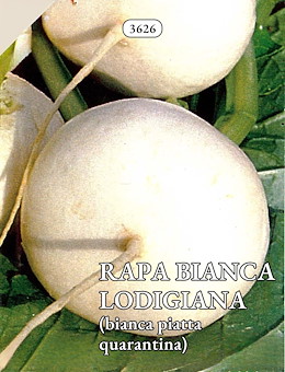 PRECOCE APPIATTITA BIANCA