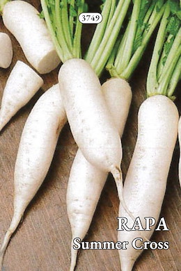 PRECOCE OBLUNGA BIANCA