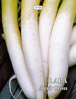 TARDIVA OBLUNGA BIANCA