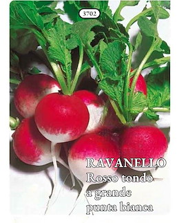 TONDO PUNTA BIANCA PRECOCE