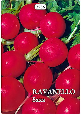 TONDO PUNTA ROSSA PRECOCE