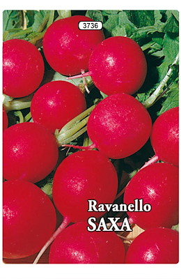 TONDO PUNTA ROSSA PRECOCE