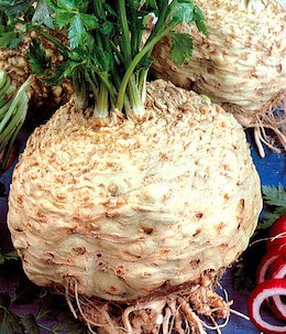SEDANORAPA GIGANTE