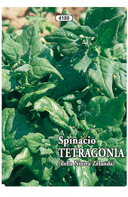 A RICACCI CONTINUI TARDIVO FOGLIA PICCOLA SPESSA