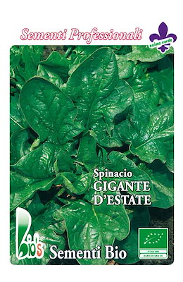 LENTO A MONTARE MEDIO-TARDIVO FOGLIA LISCIA