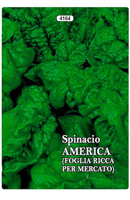 PER MERCATO FRESCO MEDIO-TARDIVO FOGLIA RICCA