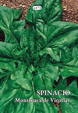 PER MERCATO FRESCO PRECOCISSIMO FOGLIA LISCIA LANCEOLATA