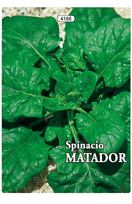 PER MERCATO MOLTO RESISTENTE MEDIO-PRECOCE FOGLIA SEMI-BOLLOSA