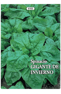 RESISTENTE AL FREDDO MEDIO-PRECOCE FOGLIA LISCIA