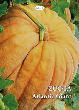 ROTONDA MOLTO GRANDE ARANCIO